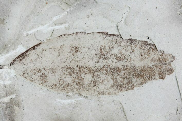 Fossil Leaf (Styrax)- Green River Formation, Utah #99708